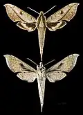 Xylophanes cosmius