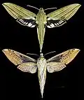 Xylophanes crotonis