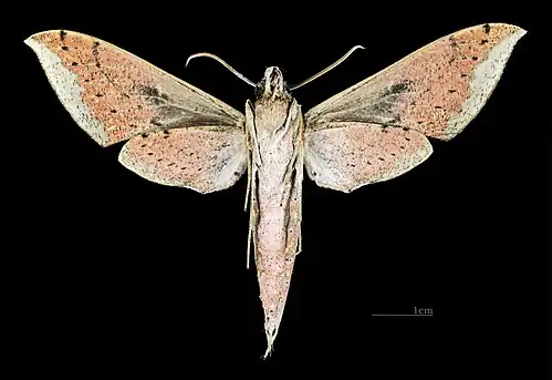 Xylophanes cyrene♀ △ - Revers (coll.MHNT)