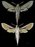 Xylophanes elara