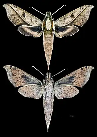 Xylophanes epaphus