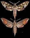 Xylophanes fusimacula'