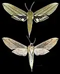 Xylophanes indistincta