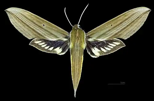 Avers de la femelle(coll.MHNT)