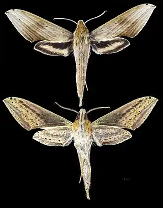 Xylophanes libya