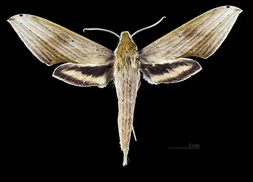 ♂ (coll.MHNT)