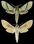 Xylophanes marginalis