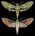Xylophanes nabuchodonosor