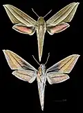Xylophanes neoptolemus