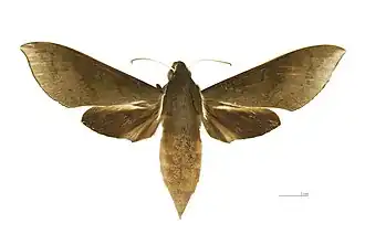 Xylophanes porcus continentalis Avers - MHNT