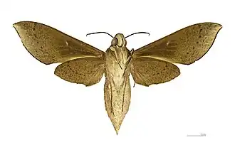 Xylophanes porcus continentalis △ Revers -MHNT
