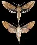 Xylophanes sarae