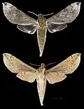 Xylophanes schausi