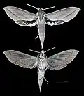Xylophanes suana