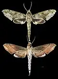 Xylophanes undata