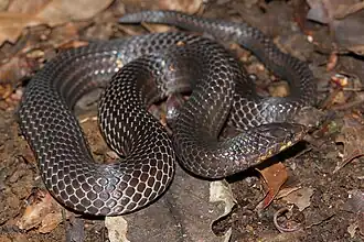 Description de l'image Xylophis perroteti (Davidraju IMG 4337).jpg.