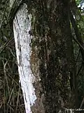 Écorce fibreuse de Xylopia frutescens