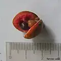 Capsules mâtures de Xylopia frutescens