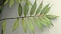 Feuillage de Xylopia frutescens (face inférieure)