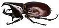 Scarabée-rhinocéros Xylotrupes socrates