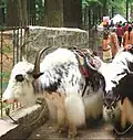 Les yacks produisent une laine de très grande qualité, le khullu, utilisé au Tibet, et aussi en haute couture (Kim Yeshi)