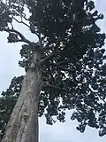 Ses branches les plus basses à plus de 20 mètres de haut.