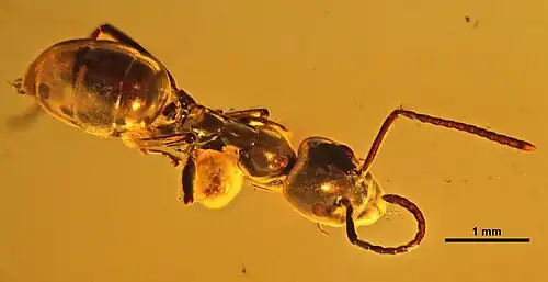 spécimen MBI2291