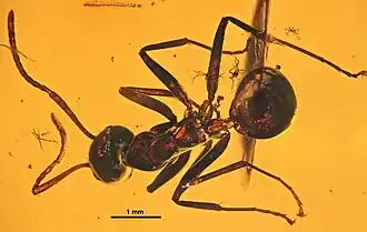 spécimen MBI5062