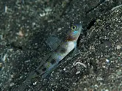 Vanderhorstia rapa
