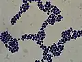 Cellules d'une levure Gram +