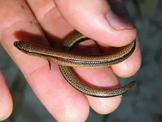 Description de l'image Yellow-bellied three-toed skink.jpg.