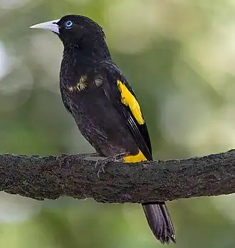 Cassique cul-jaune (Cacicus cela)