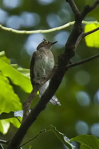 Description de l'image Yellow-wattled Bulbul - Philippines H8O8980 (16431894223).jpg.