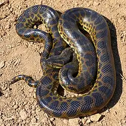 Eunectes notaeus