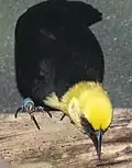 ♂