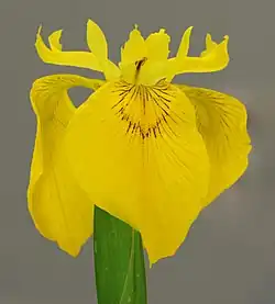 Fleur.