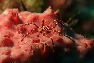 Meridionale harrisi