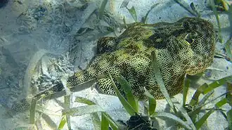 Description de l'image Yellow Stingray, Belize, 2007-09.jpg.