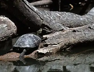 Description de l'image Yellow headed temple turtle.jpg.