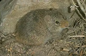 Description de l'image Yellownosedcottonrat.jpg.