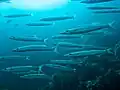 Tazars rouges (sphyraena flauvicauda)