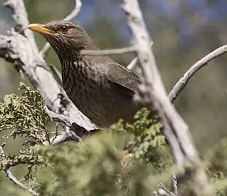 Description de l'image Yemen Thrush, Al Bahah, Saudi Arabia 260923258.jpg.