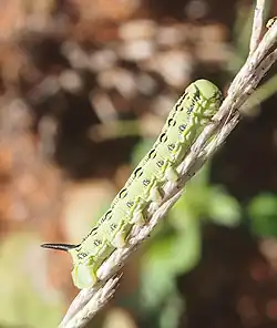 Chenille