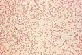 Y. enterocolitica en culture pure