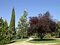 les arbres du kibboutz