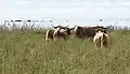 Highlands de l'île