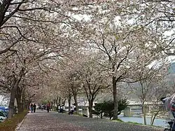 La Yocheon au printemps