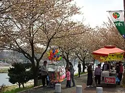 La Yocheon au printemps