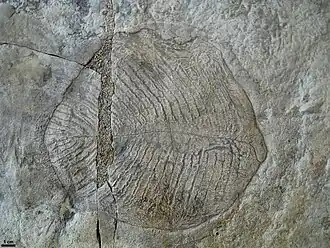 Yorgia waggoneri.