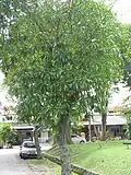 Arbre à Madagascar.